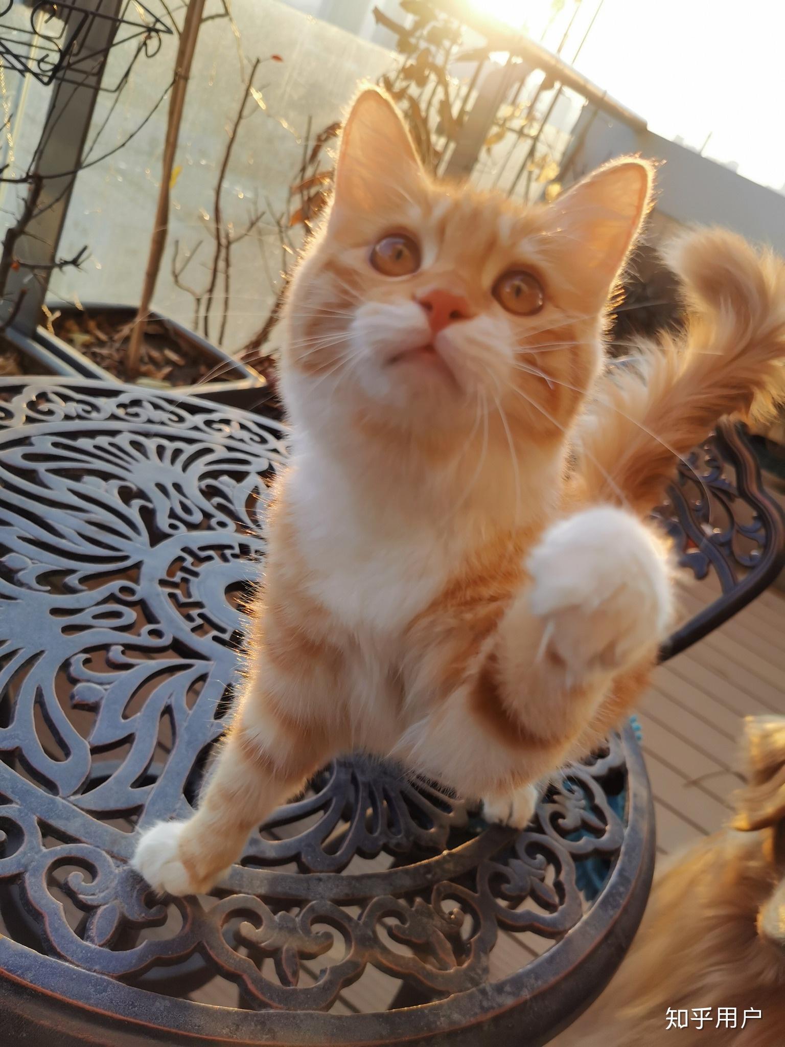 田园橘猫颜值能有多高