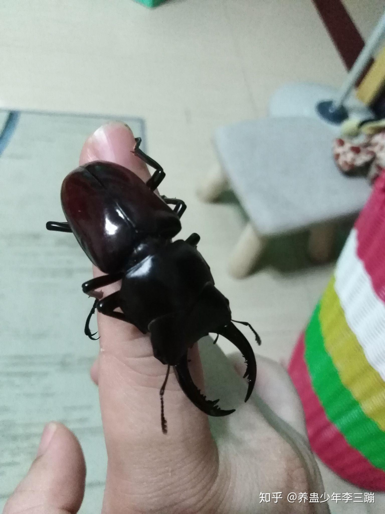 这种黑甲虫叫什么? 