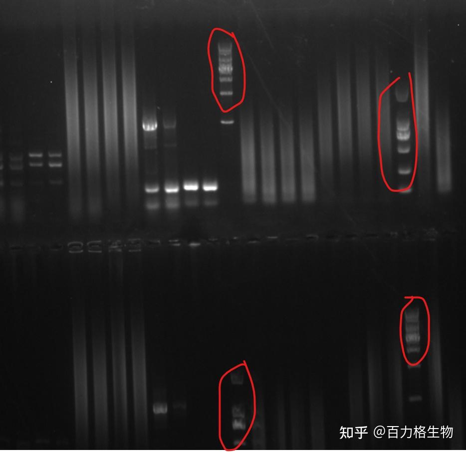 PCR扩增cDNA,条带弥散,求原因? - 知乎