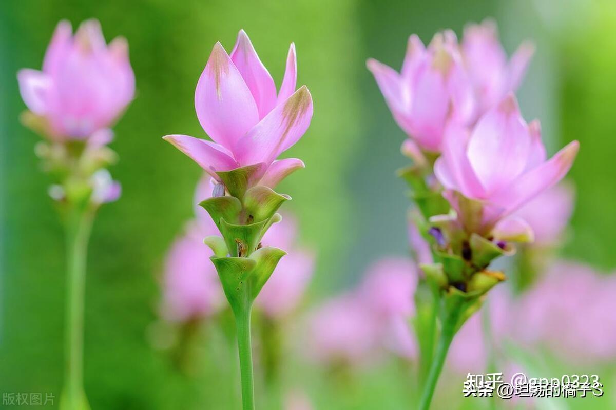 西双版纳佛教之五树六花，你知道吗？ - 知乎