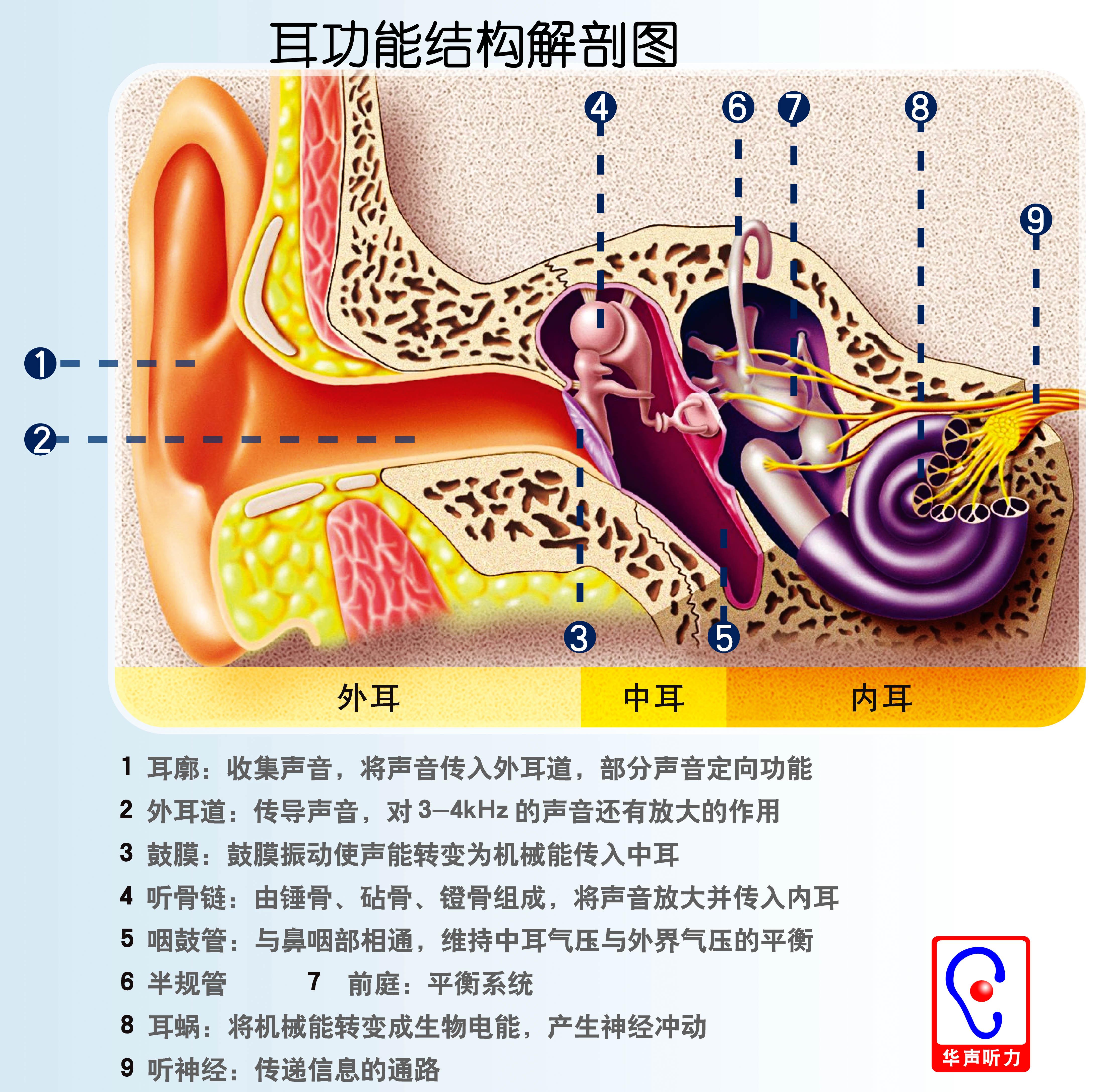 人的听觉感受器在哪
