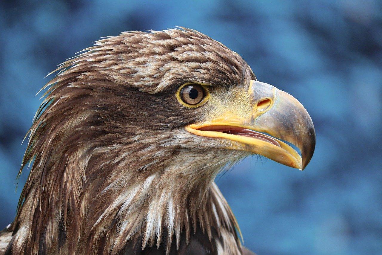 湖南金鹰华府房价多少