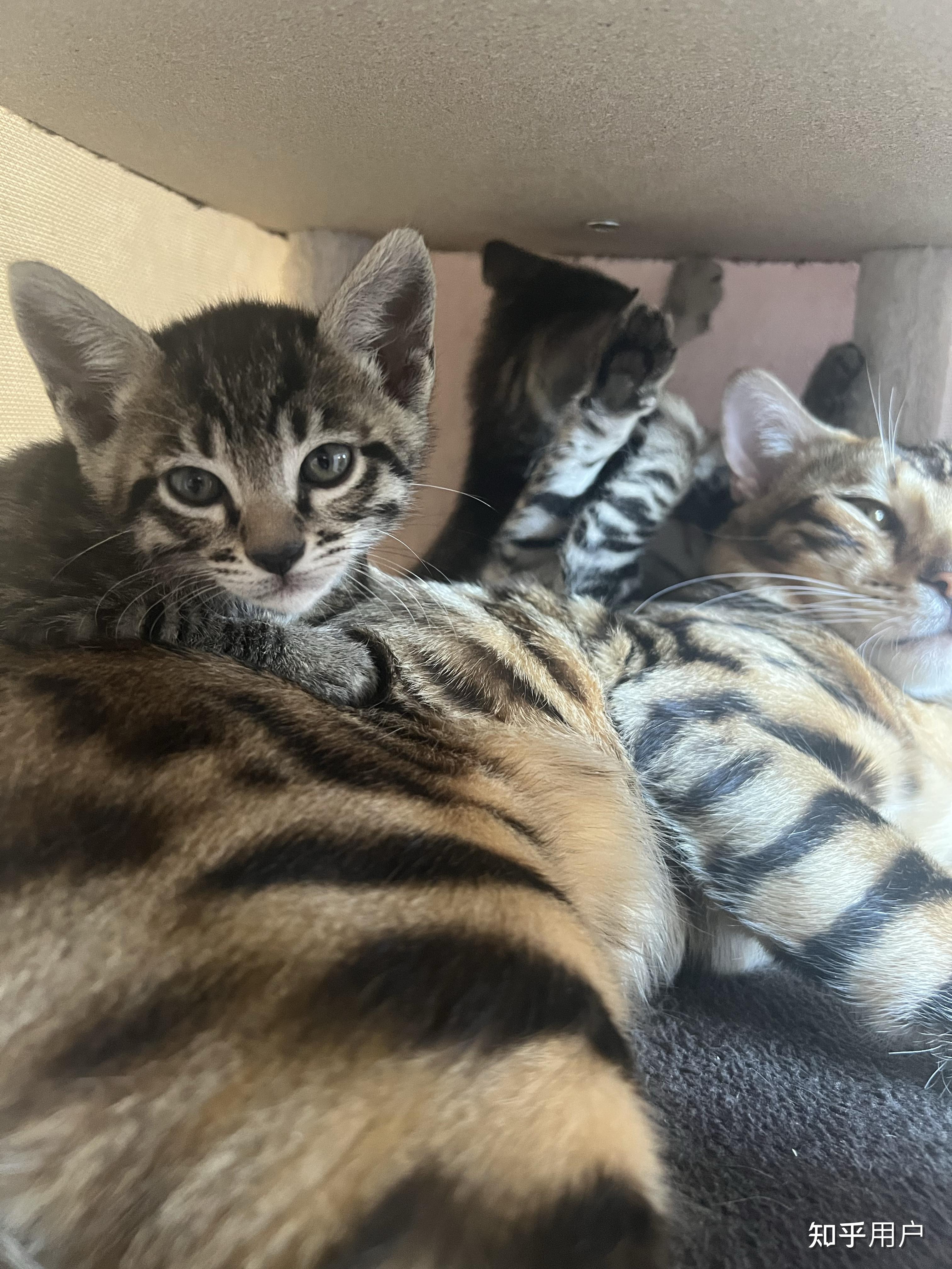 孟加拉豹猫和暹罗猫杂交会生出什么样的猫