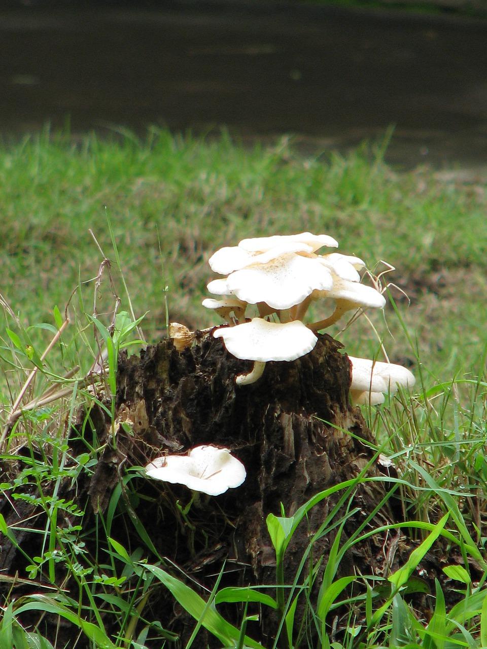 3. 防霉绿植盘点