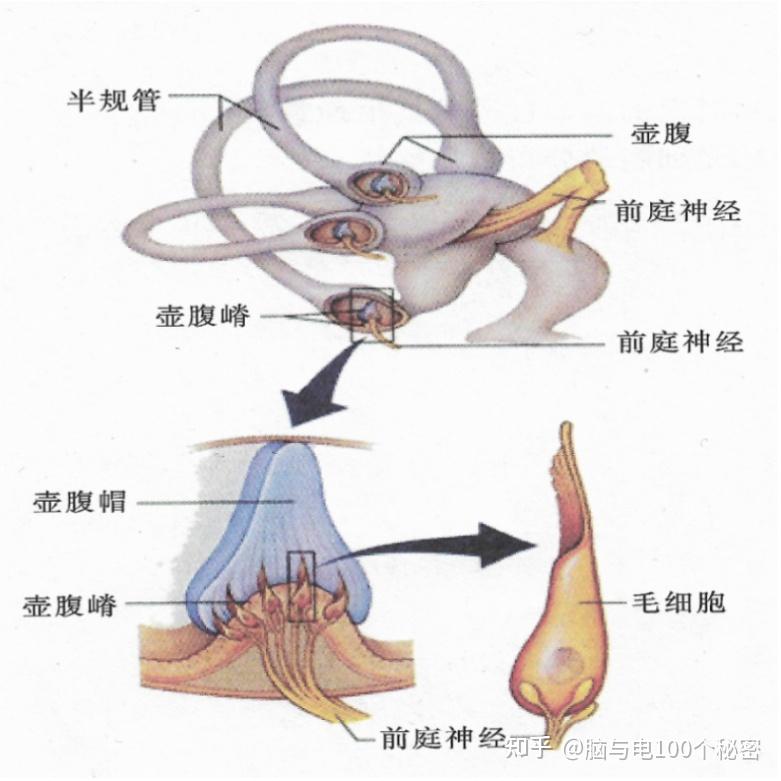 其他感觉记忆 - 知乎