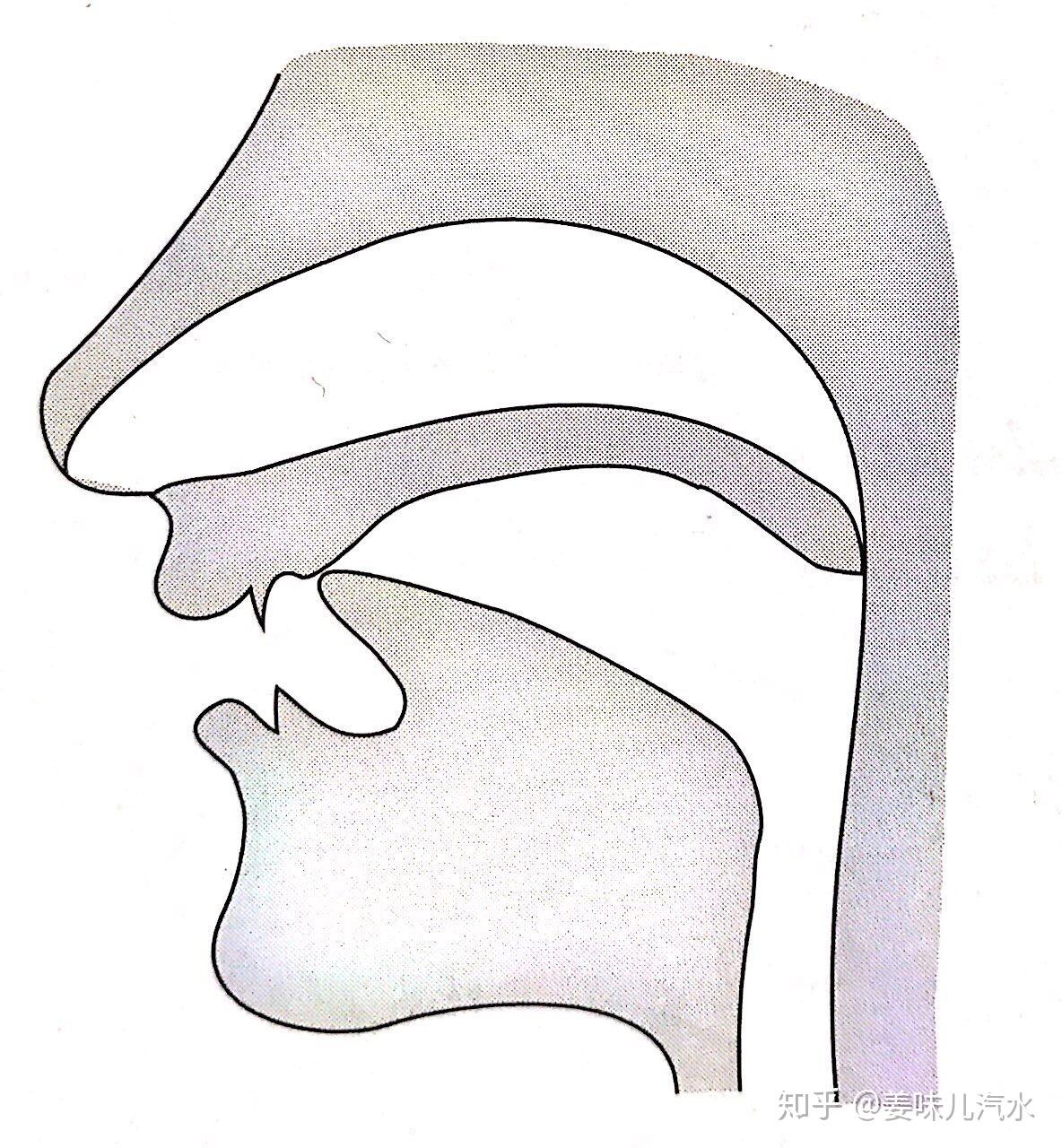 英语中,/l/ 放在音节末尾如何发音(譬如:milk,smile,deal)? - 知乎