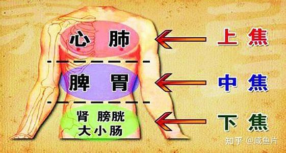 中医里的三焦是什么?具体有哪些作用? - 知乎