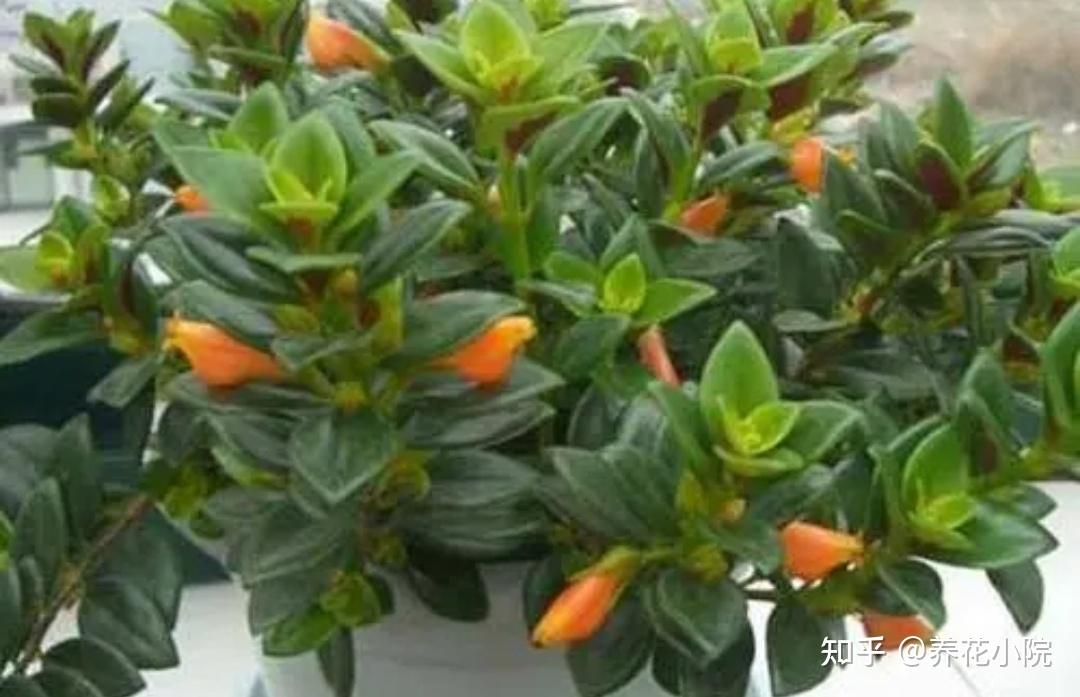 容易生根的7种花,剪根枝条就能插活,不用花钱买 - 知乎