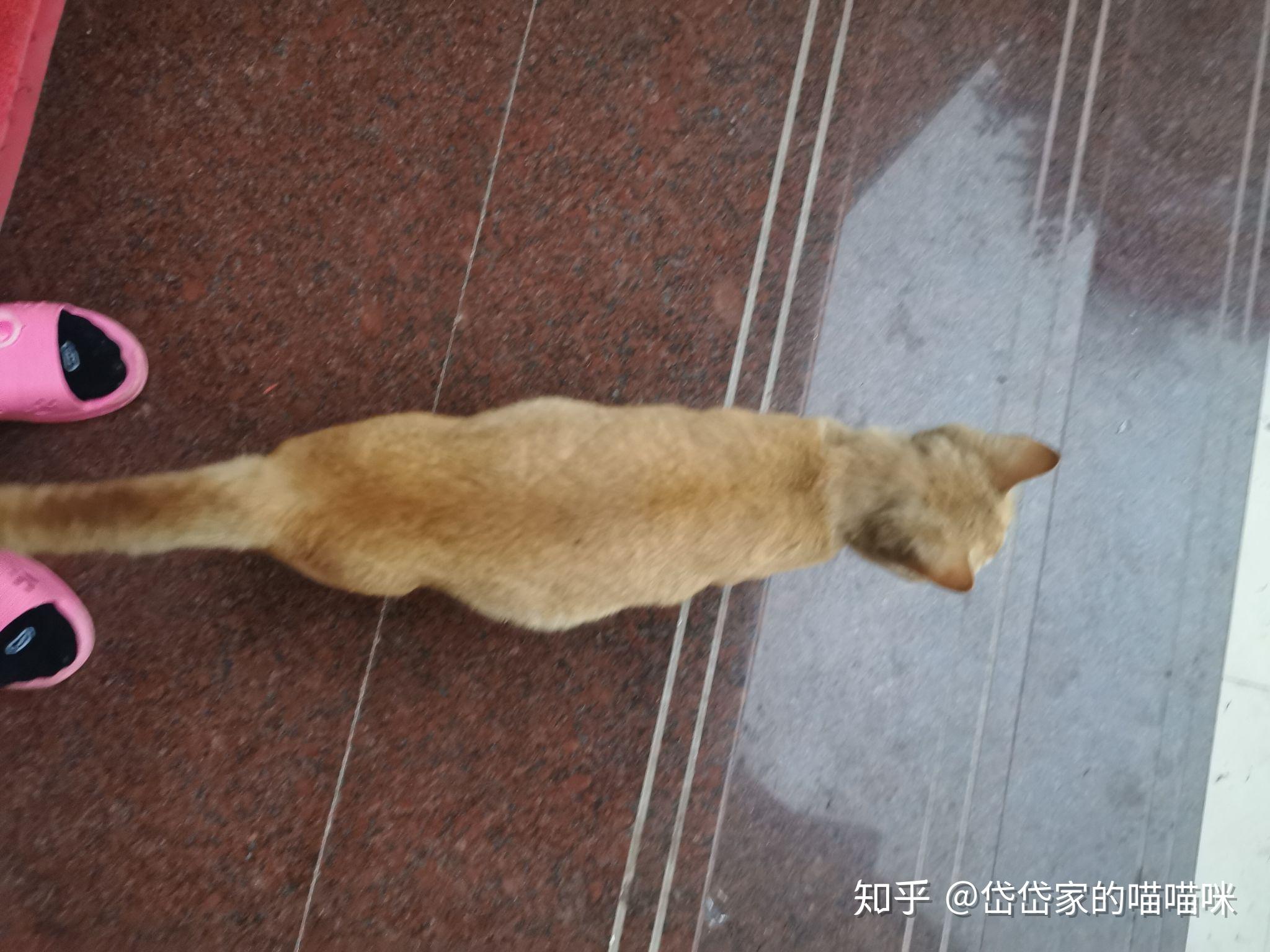 如何区分猫肥胖与猫腹水