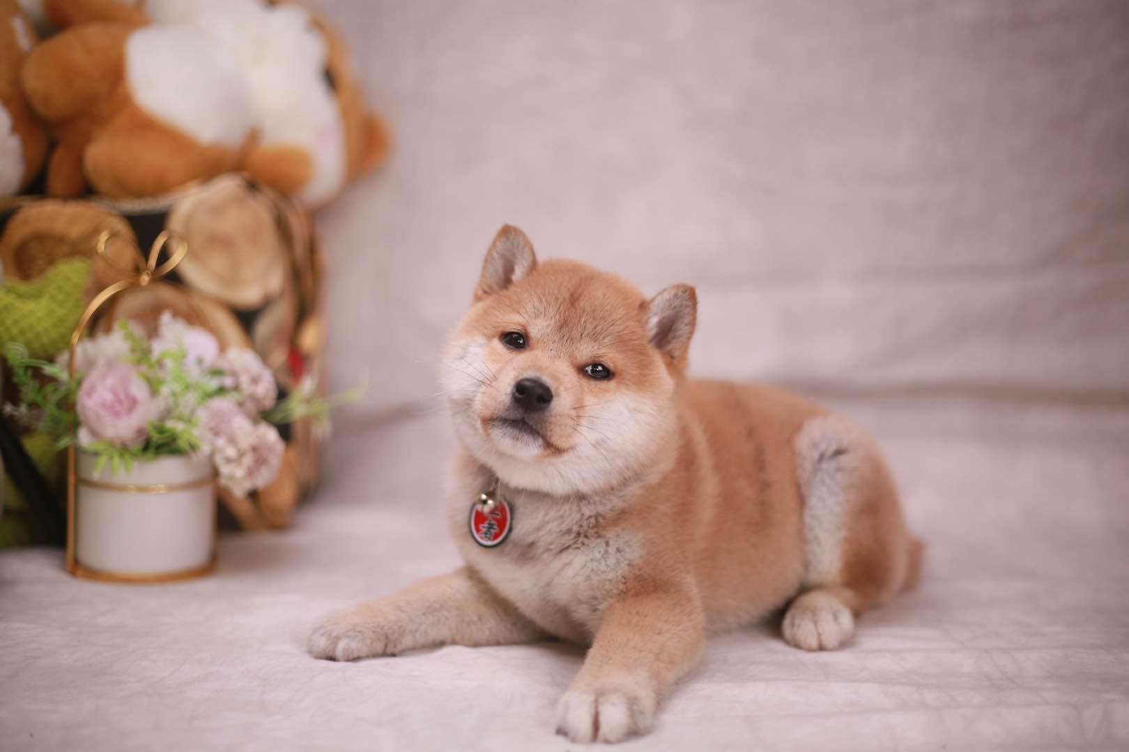 买不起纯血统柴犬,那请不要凑合!