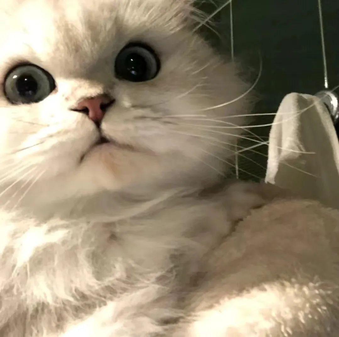 有没有看上去酷酷的男生猫头像?