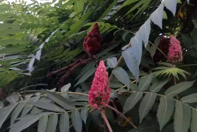备受争议的火炬树 - 引入外来入侵植物的得与失 - 知乎