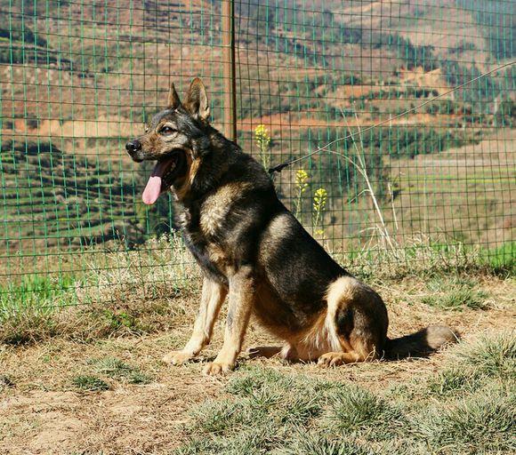 关于德牧的弓背平背品系血统