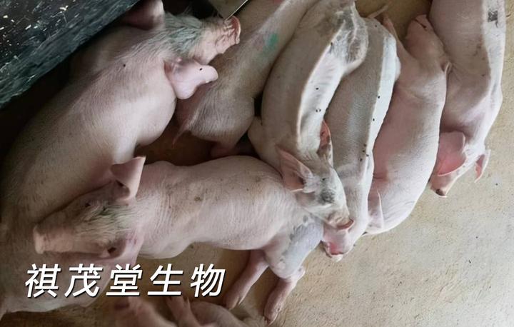 秋季猪病流行情况,秋季常见猪病的症状和治疗用药方案 - 知乎