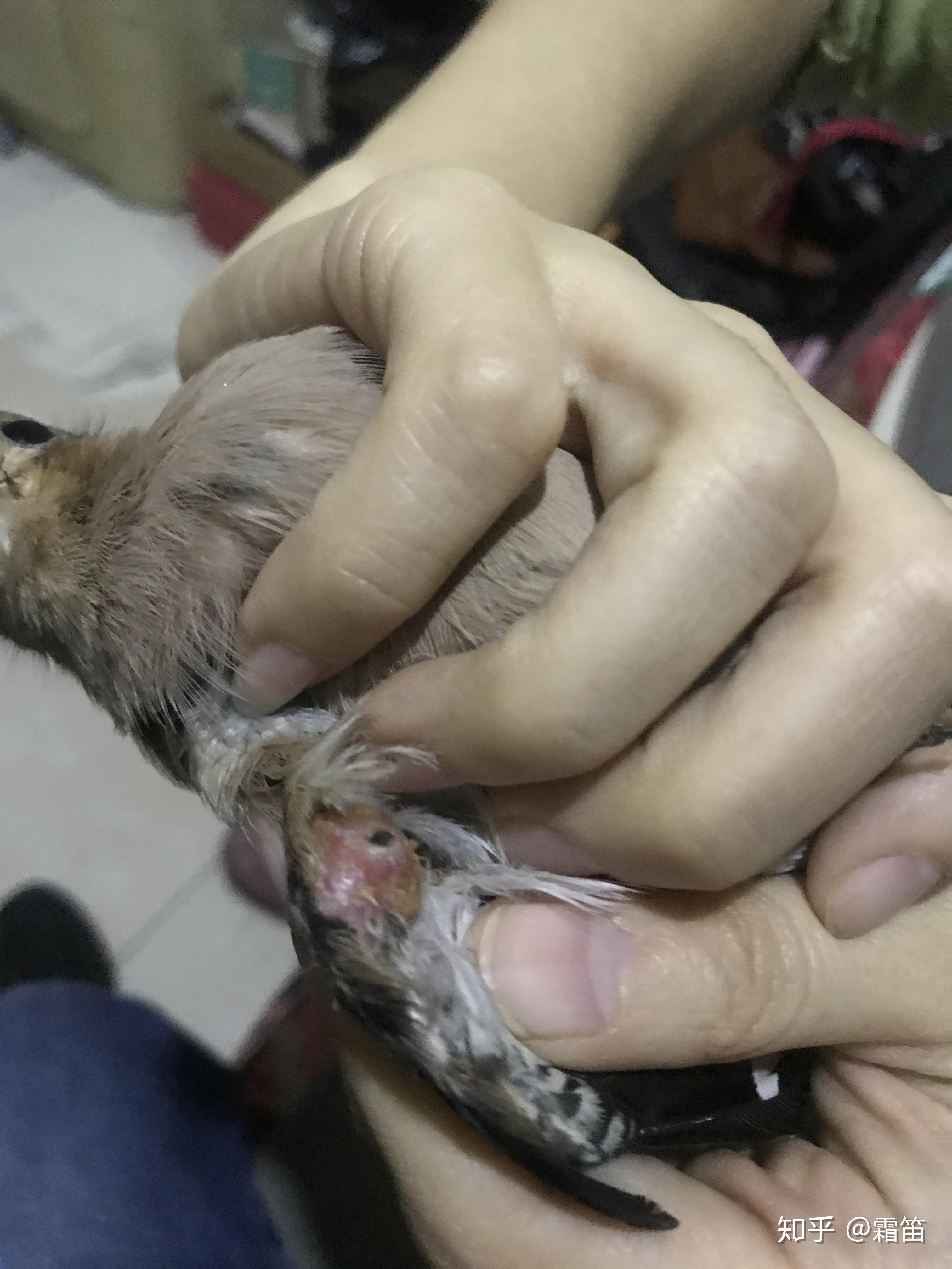 捡到一只翅膀受伤的戴胜鸟怎么处理