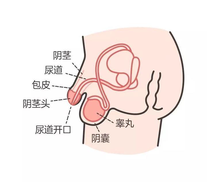 小孩正常睾丸图片