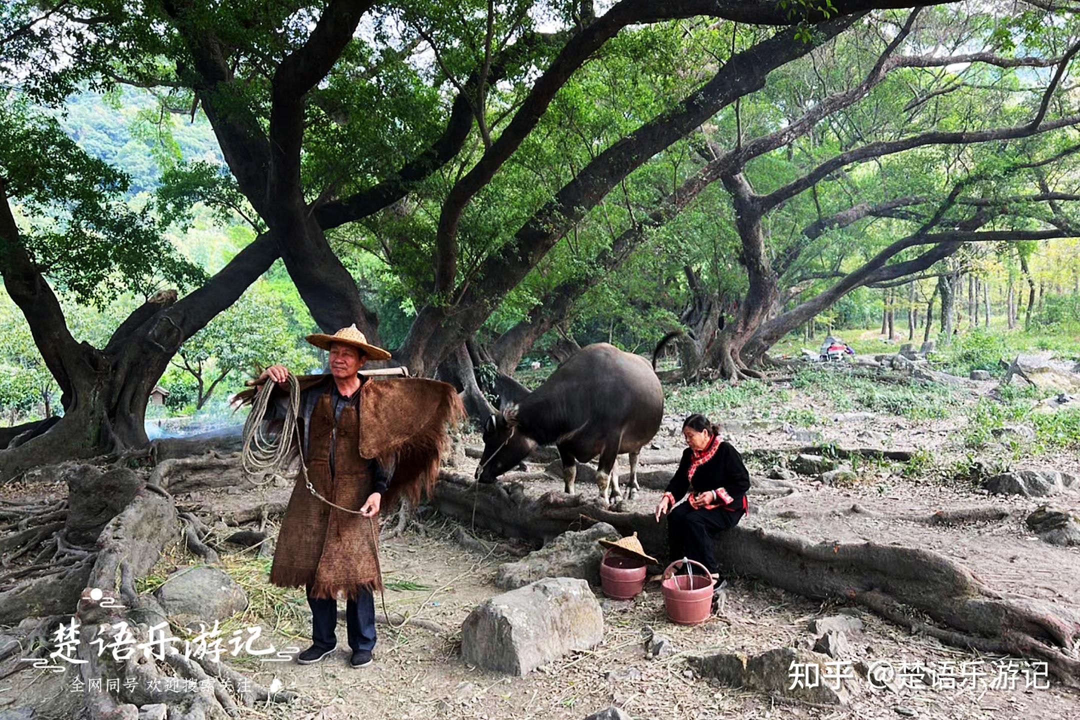 霞浦有一处仙气十足的古树林,被誉为拍照圣地,评价却褒贬不一 - 知乎