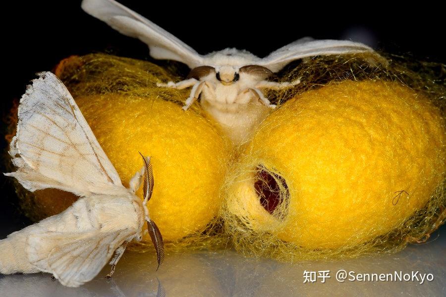图片上的蛾子是白色的毛绒,眼睛很大看起来很萌很可爱,谁知道? - 知乎