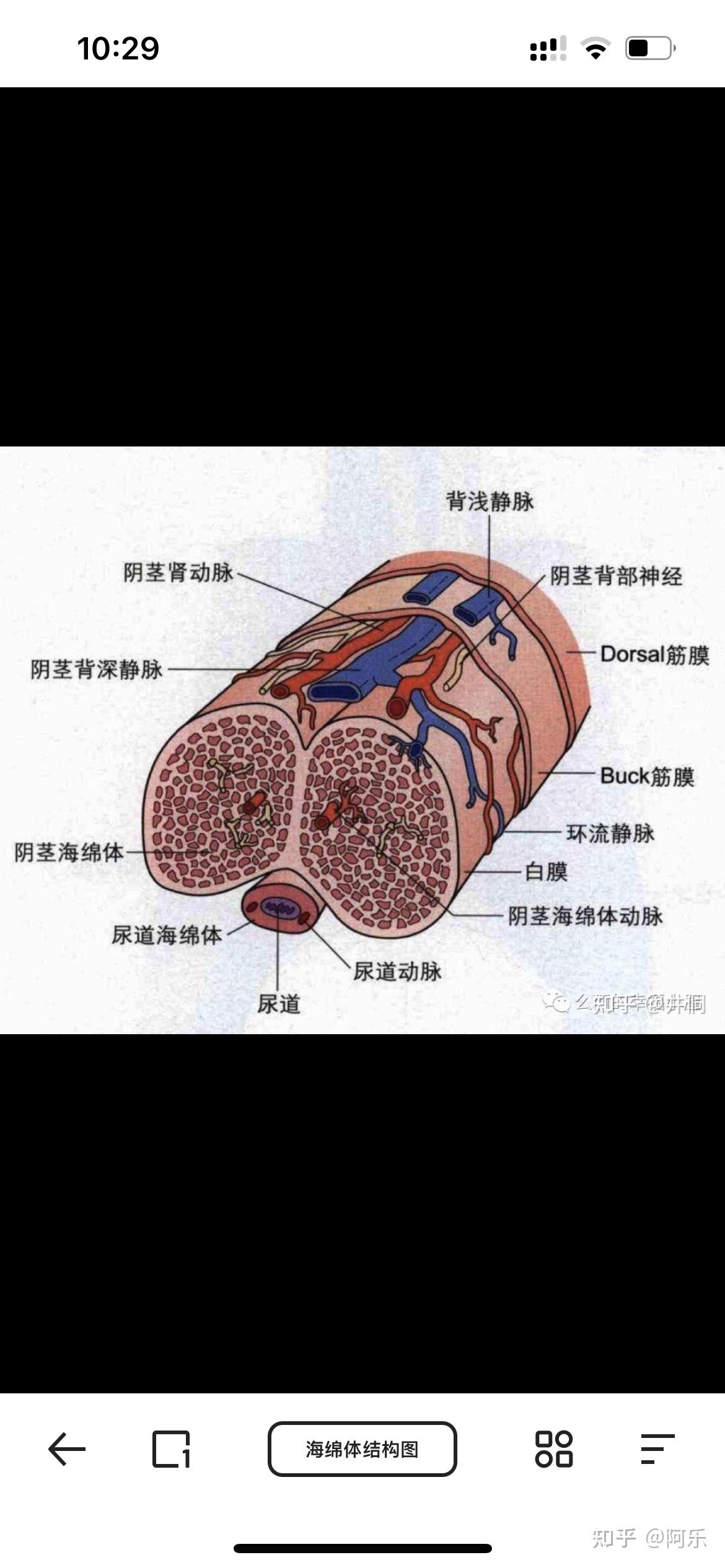 男人十大名茎欣赏附图图片