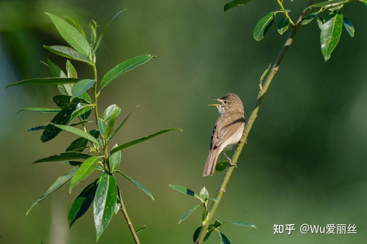 春天各种鸟叫声图片