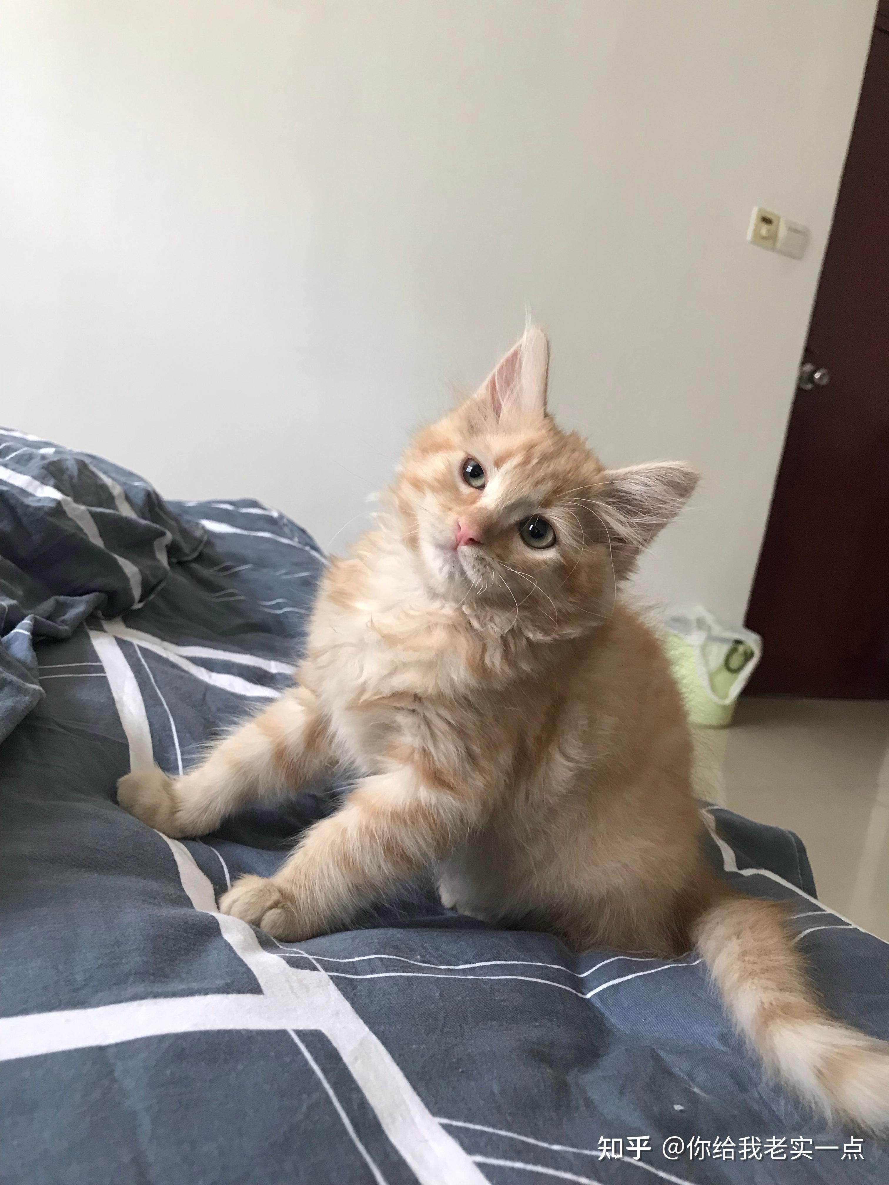 卖家说这是布偶和橘猫的串,想问下这是串还是就是橘猫啊? - 知乎