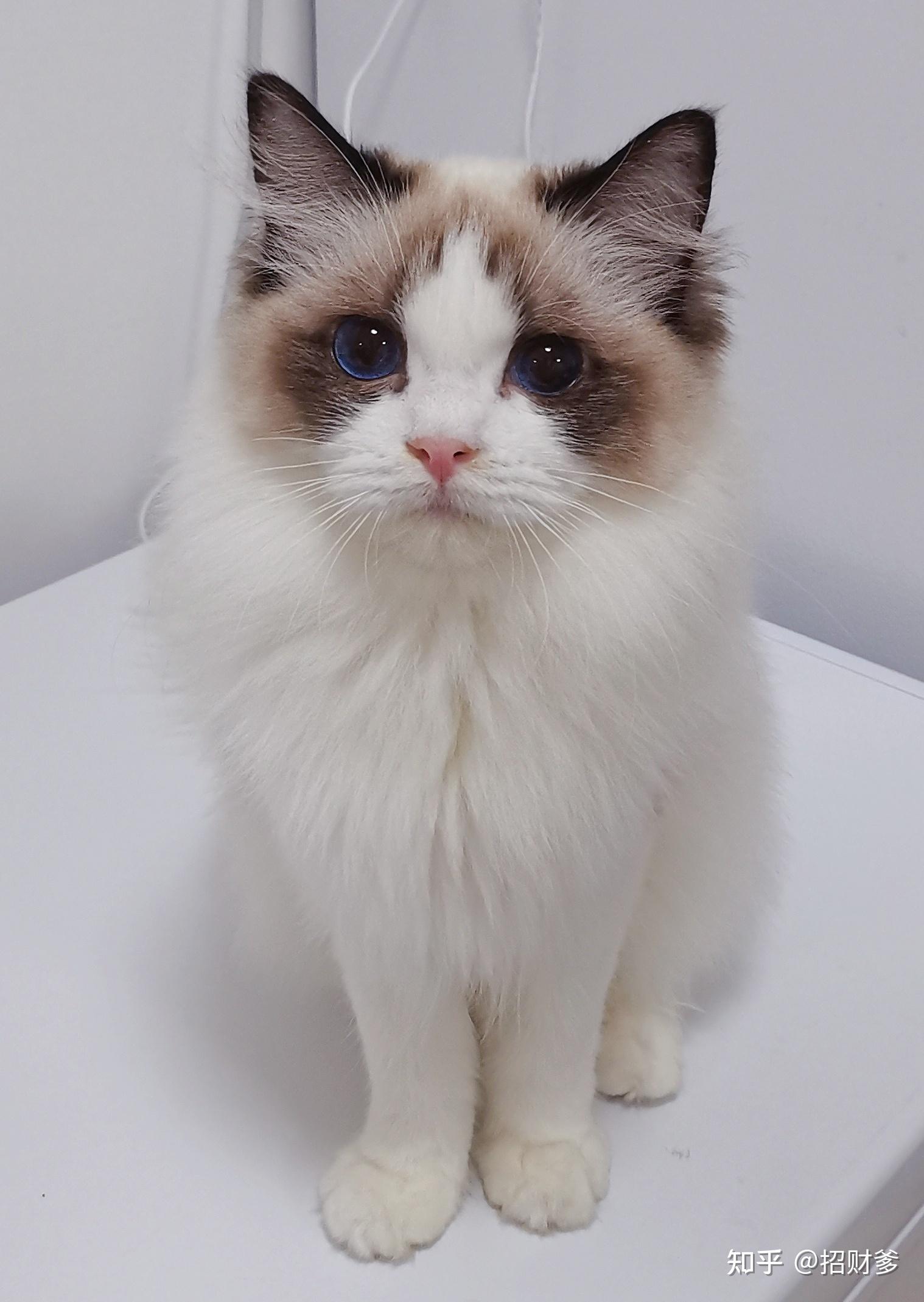 布偶猫是小时候更可爱还是长大了更可爱? - 知乎