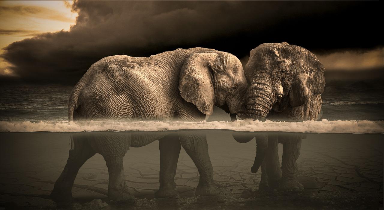 大象的巨象魅力