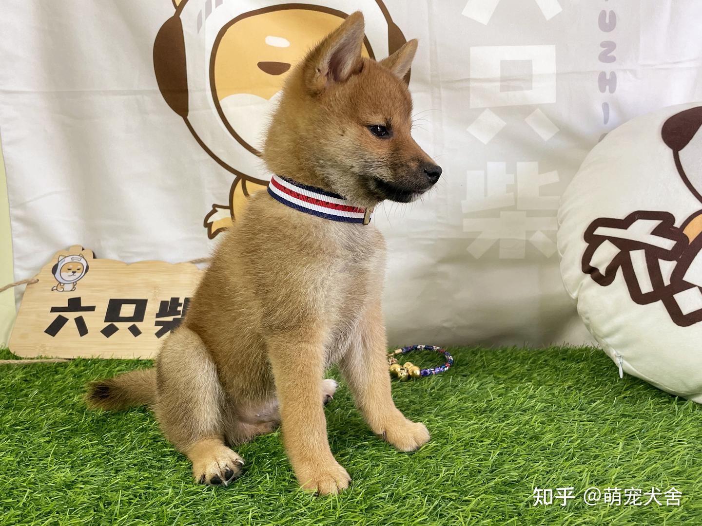 柴犬适合在城市饲养吗？买一只纯种柴犬幼犬价格大概在多少？ - 知乎