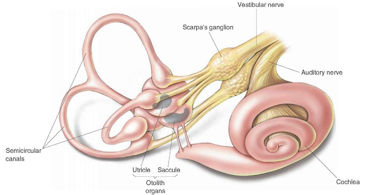 如果六耳猕猴带六个耳机是什么感觉?