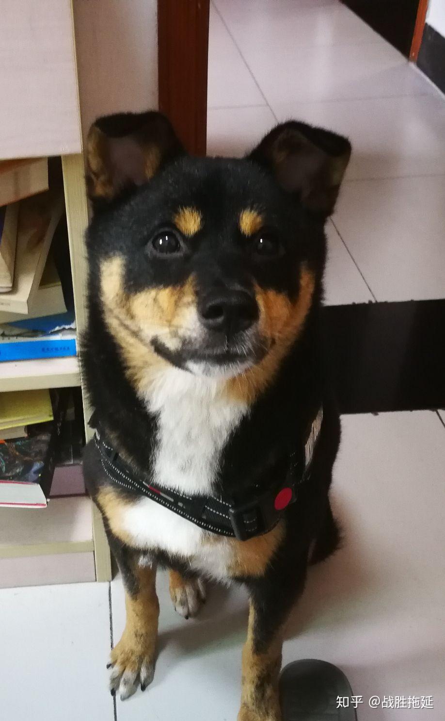 四眼黑土狗为什么那么贵呢