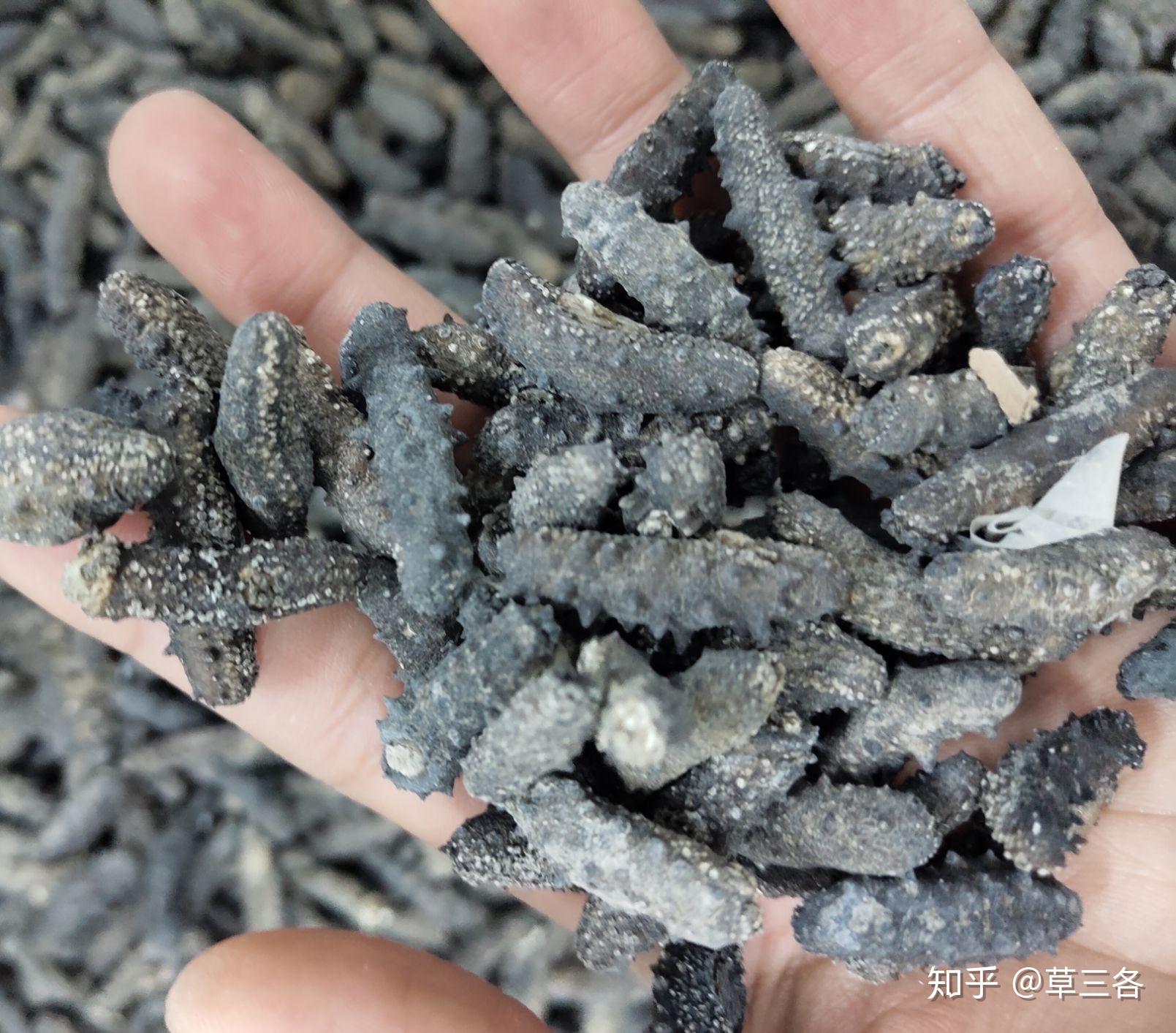 你见过最小的淡干海参多小?