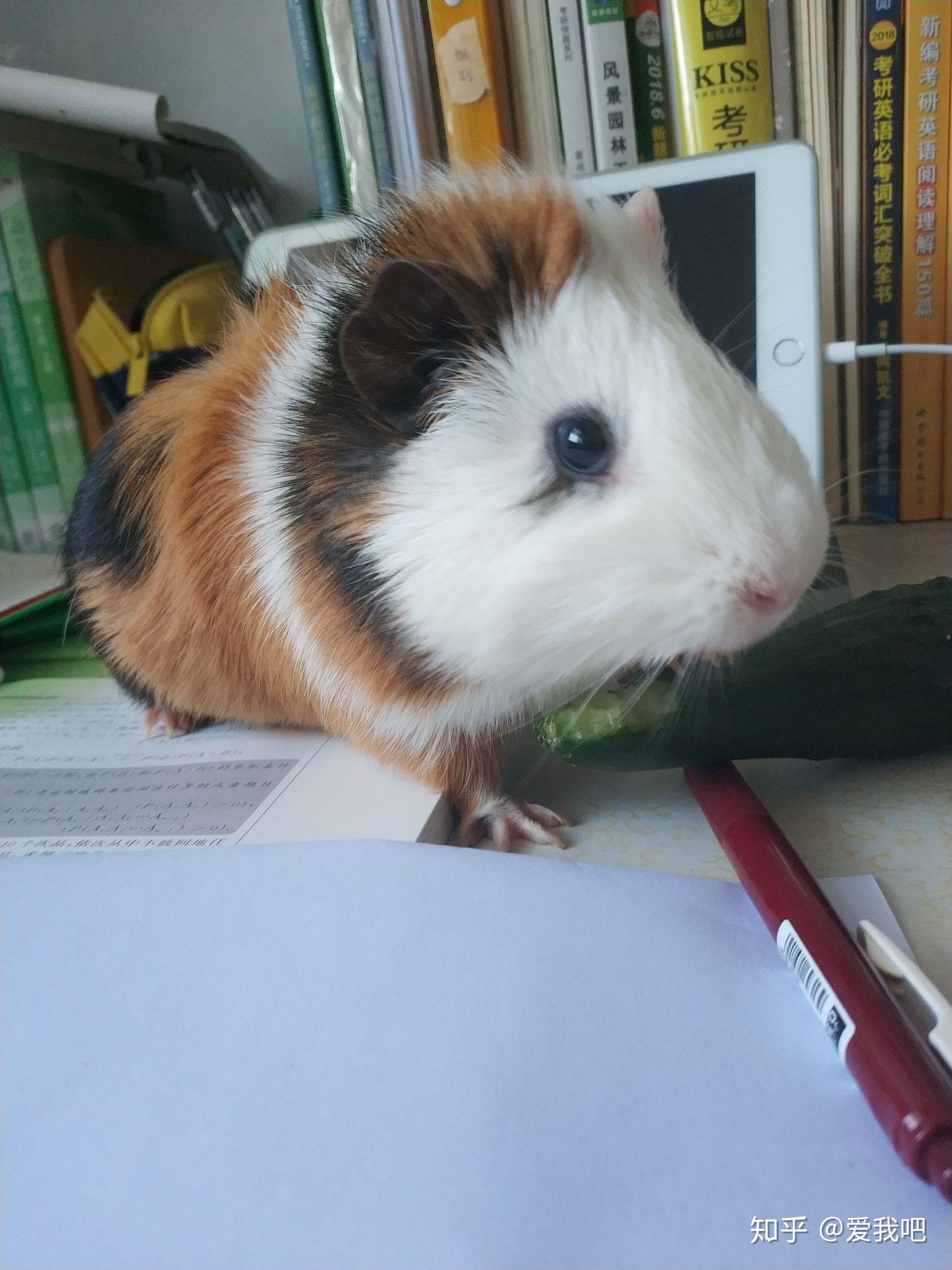 想和异校男友养独居宠物 仓鼠荷兰猪兔子哪个更适合? - 知乎