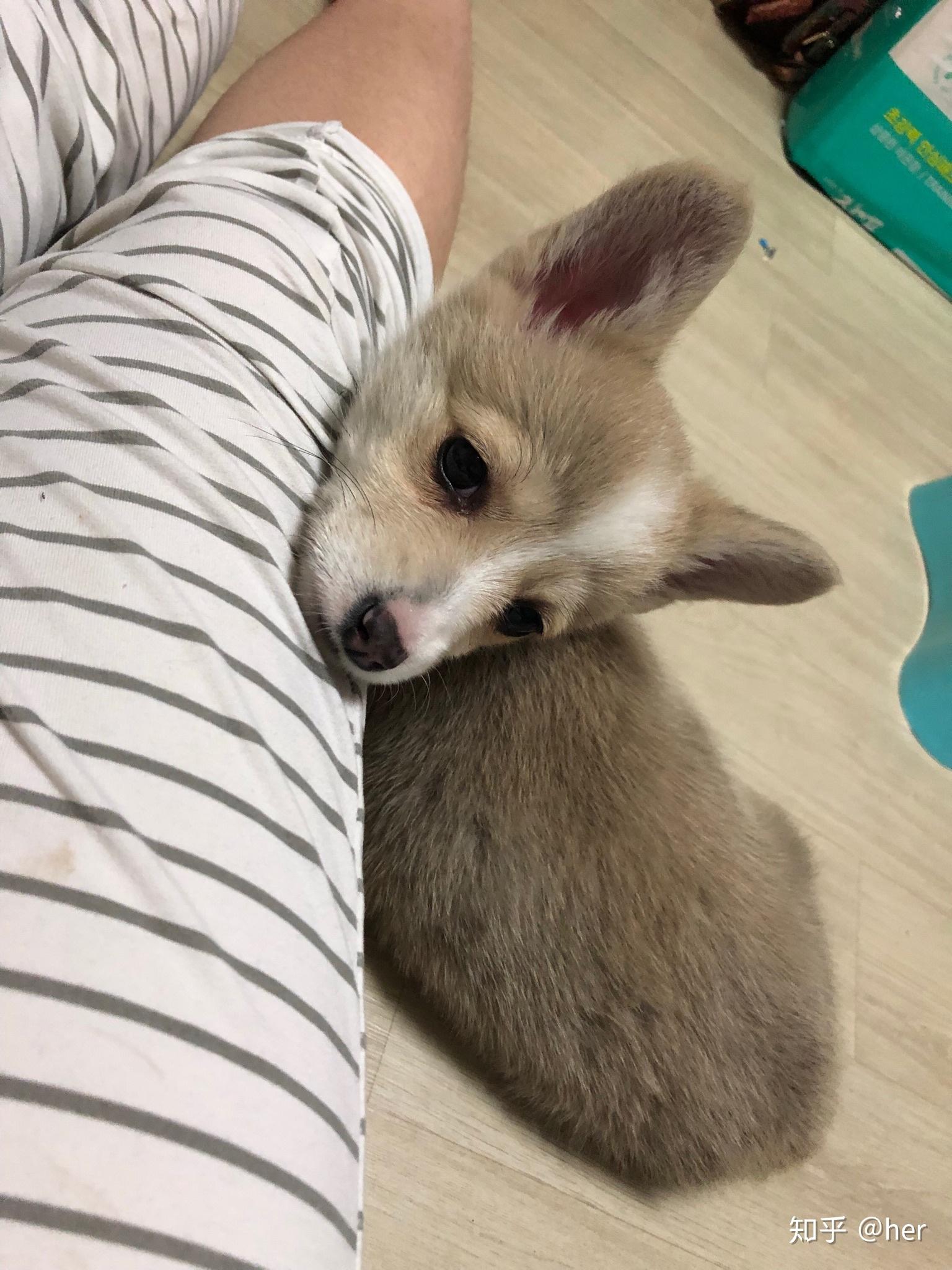 我家柯基宝宝一个多月,脸花色有点阴阳脸,换毛后会好点吗? - 知乎