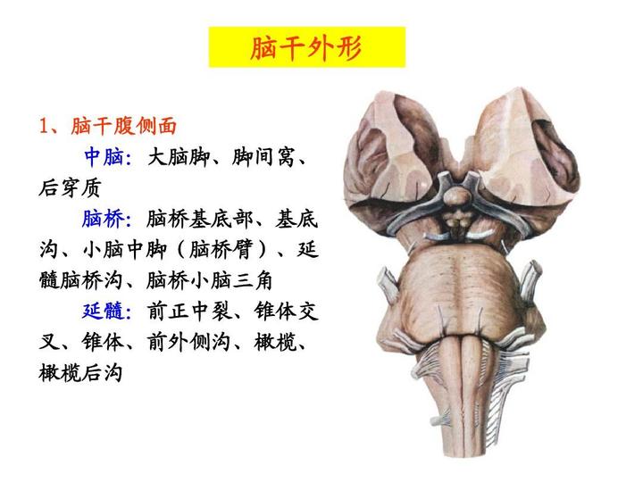 大脑脚图片图片