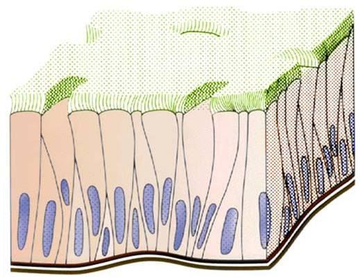假复层纤毛柱状上皮? - 知乎