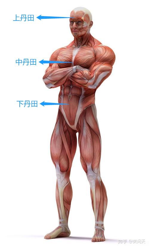 请问怎么正确意守下丹田? - 知乎