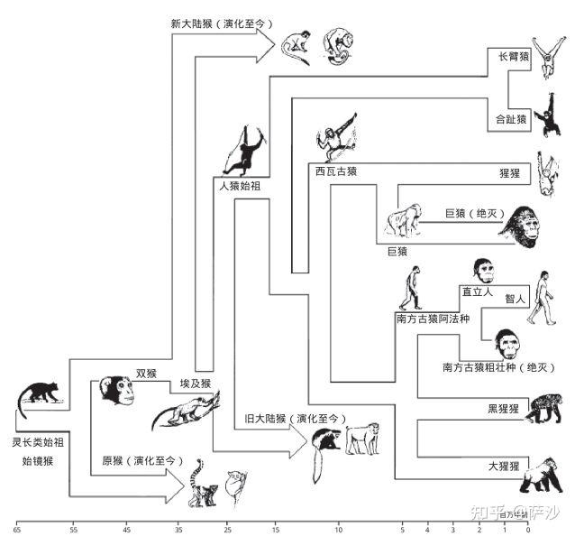 中国人的祖先究竟是不是北京人?1929年12月2日北京猿人被发现 - 知乎