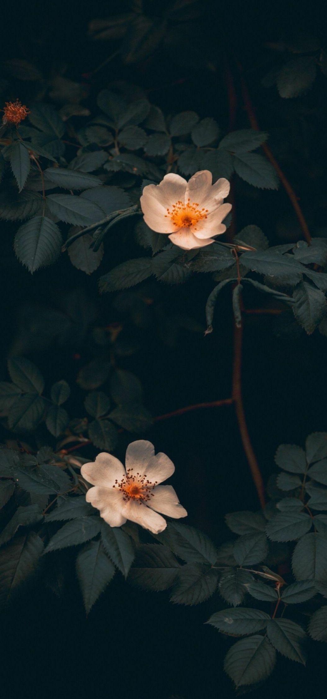 有哪些适合荣耀v20魅眼屏的手机壁纸?