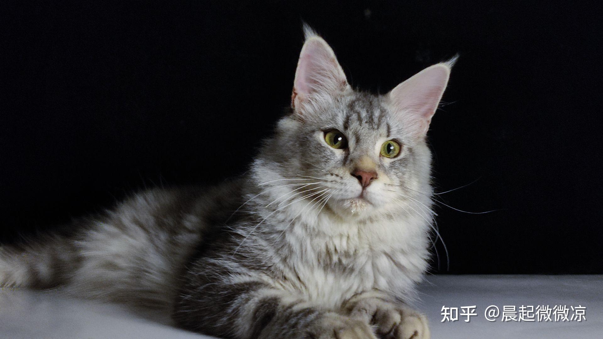 你在养缅因猫的过程中遇到了哪些治愈的事