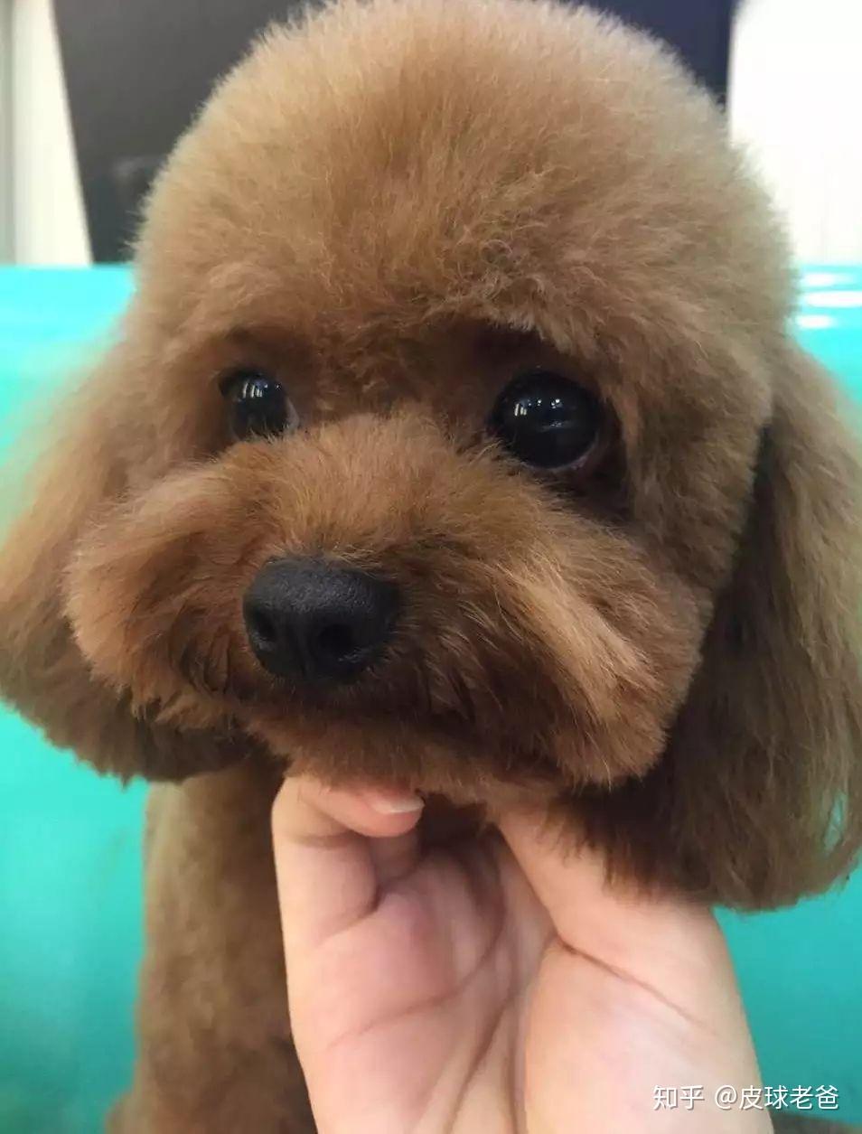 怎么样能够防止泰迪做猥琐动作? - 知乎