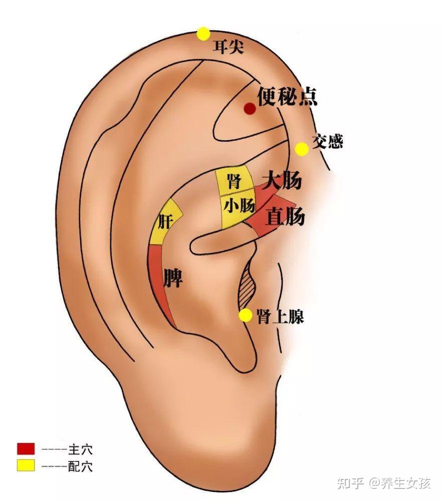 耳朵周围有什么穴位? - 知乎
