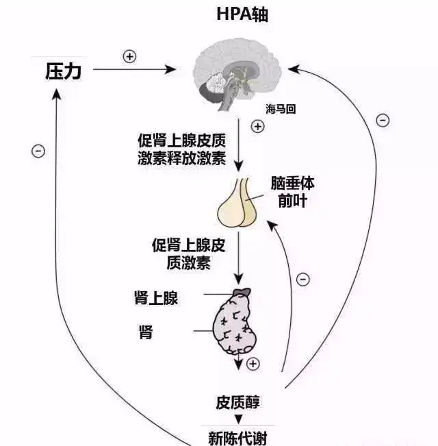 长沙华山荐读冷知识白癜风发作的罪魁祸首其实是身体的应激反应