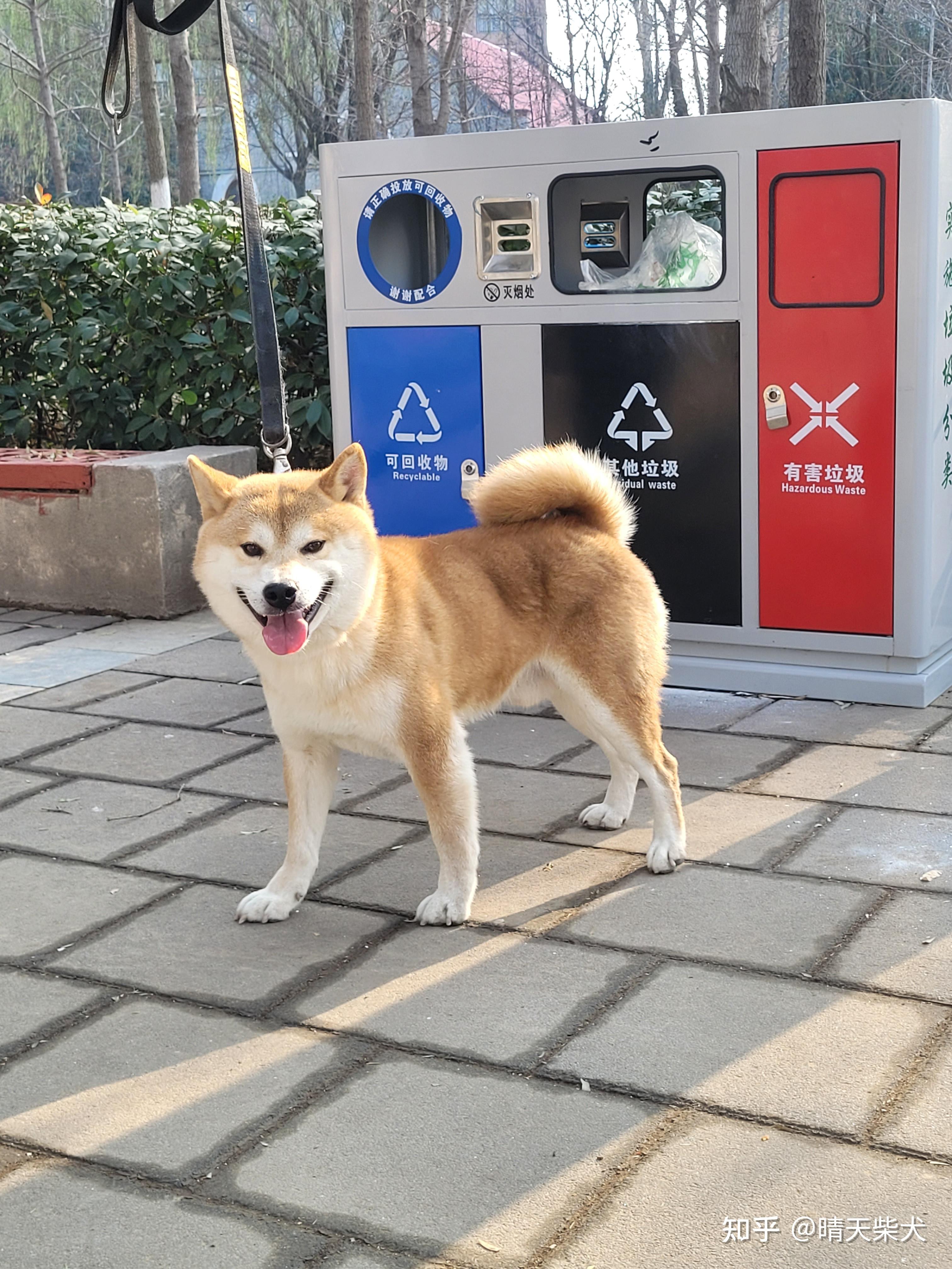 小柴犬多少钱一只图片