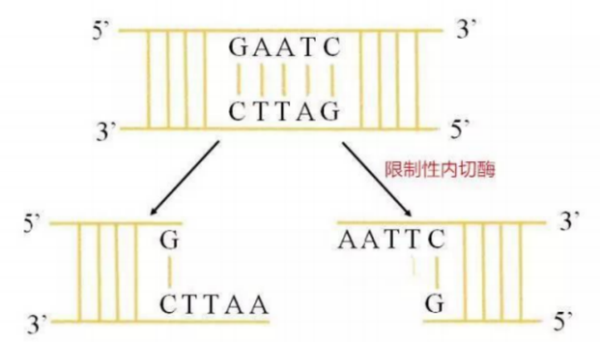 分子克隆Part1:载体构建系列之“酶切酶连” - 知乎