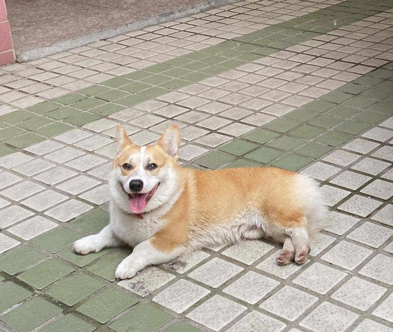 市临颍县利民路自来水公司收费处旁边胡同附近丢失一只黄白色公柯基犬