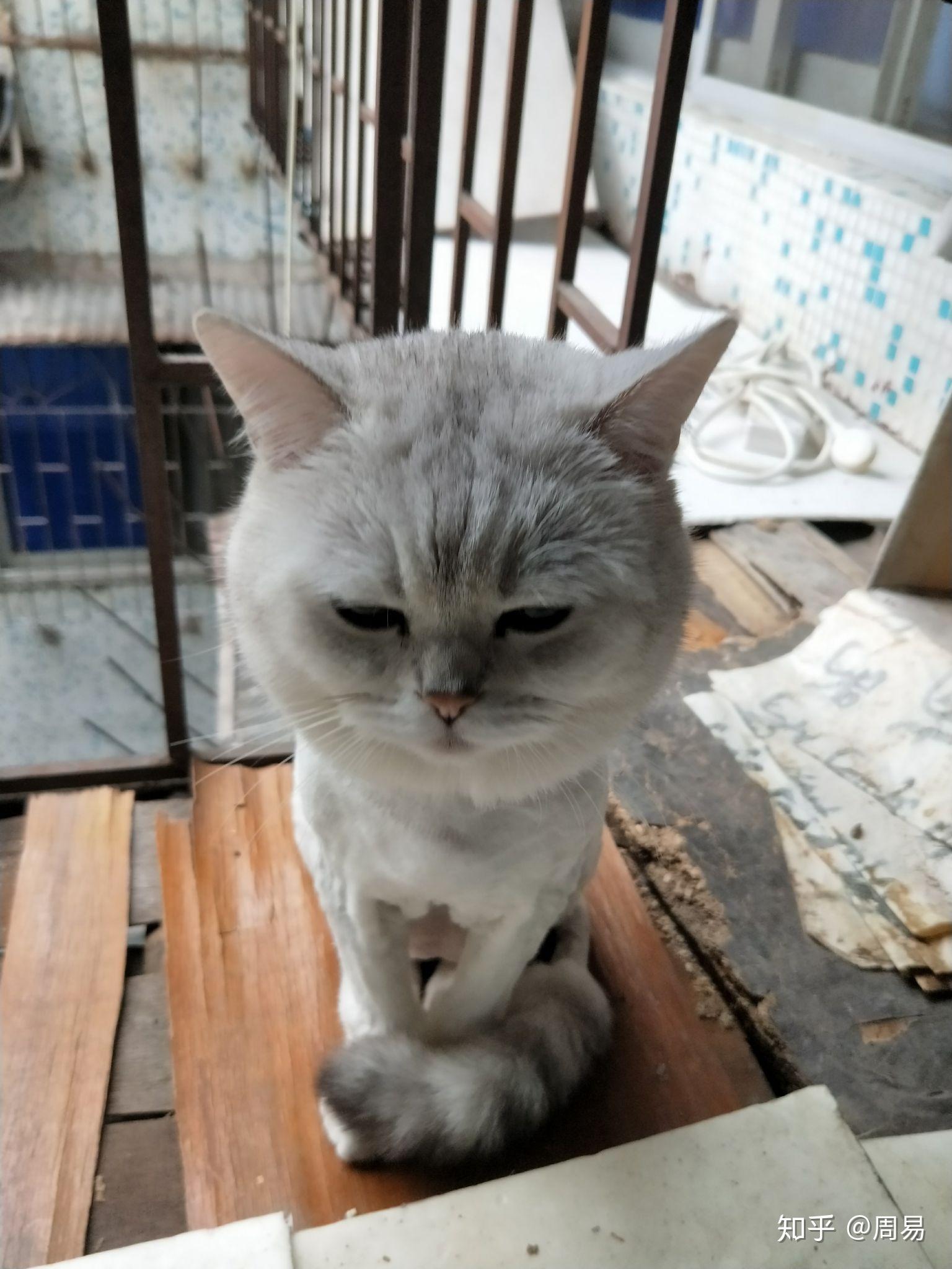 请问银渐层剃毛后毛色会变深吗