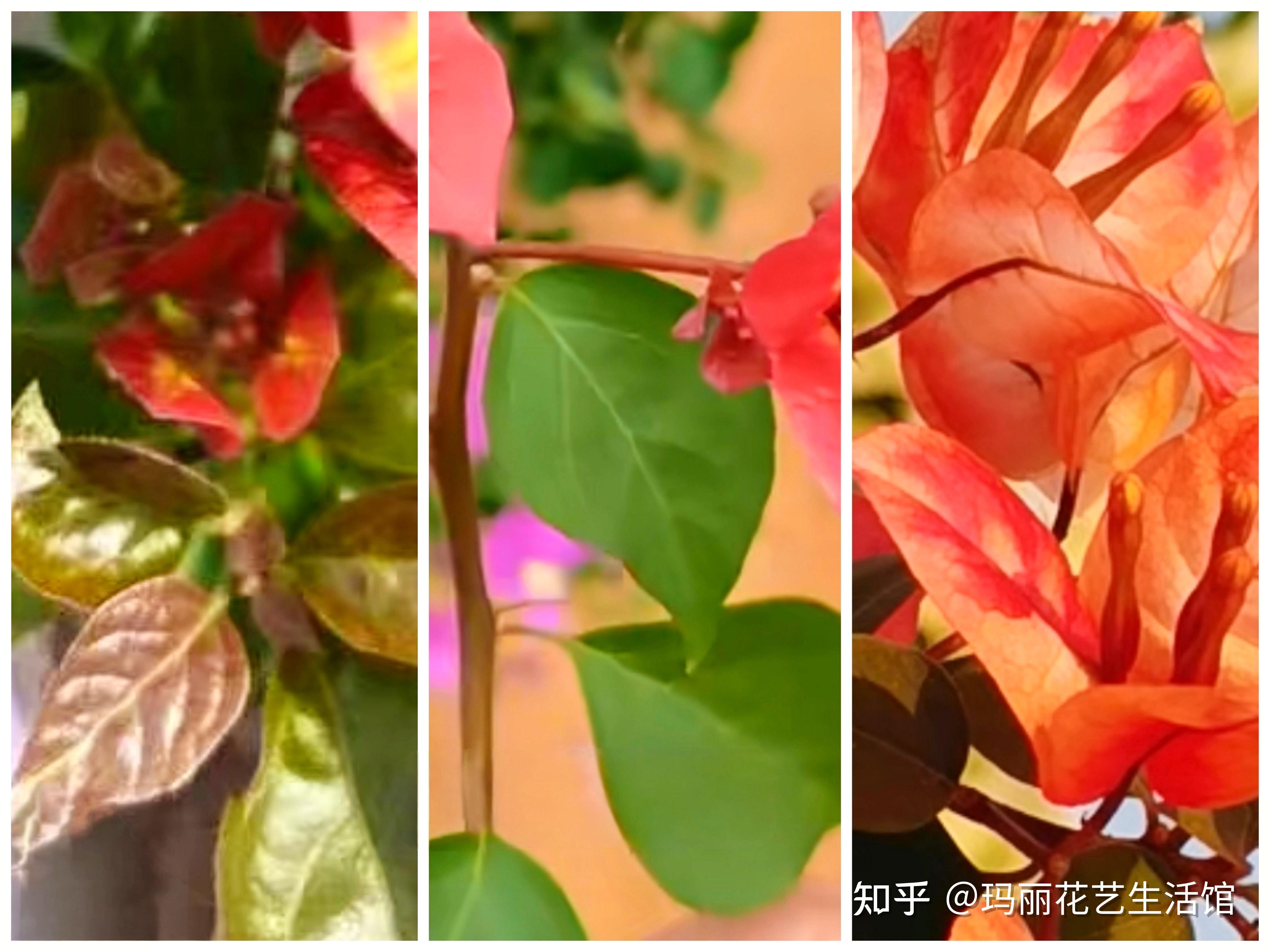 飞鸟三角梅勤花吗?网友:艳丽多彩的复色花,太美了 - 知乎
