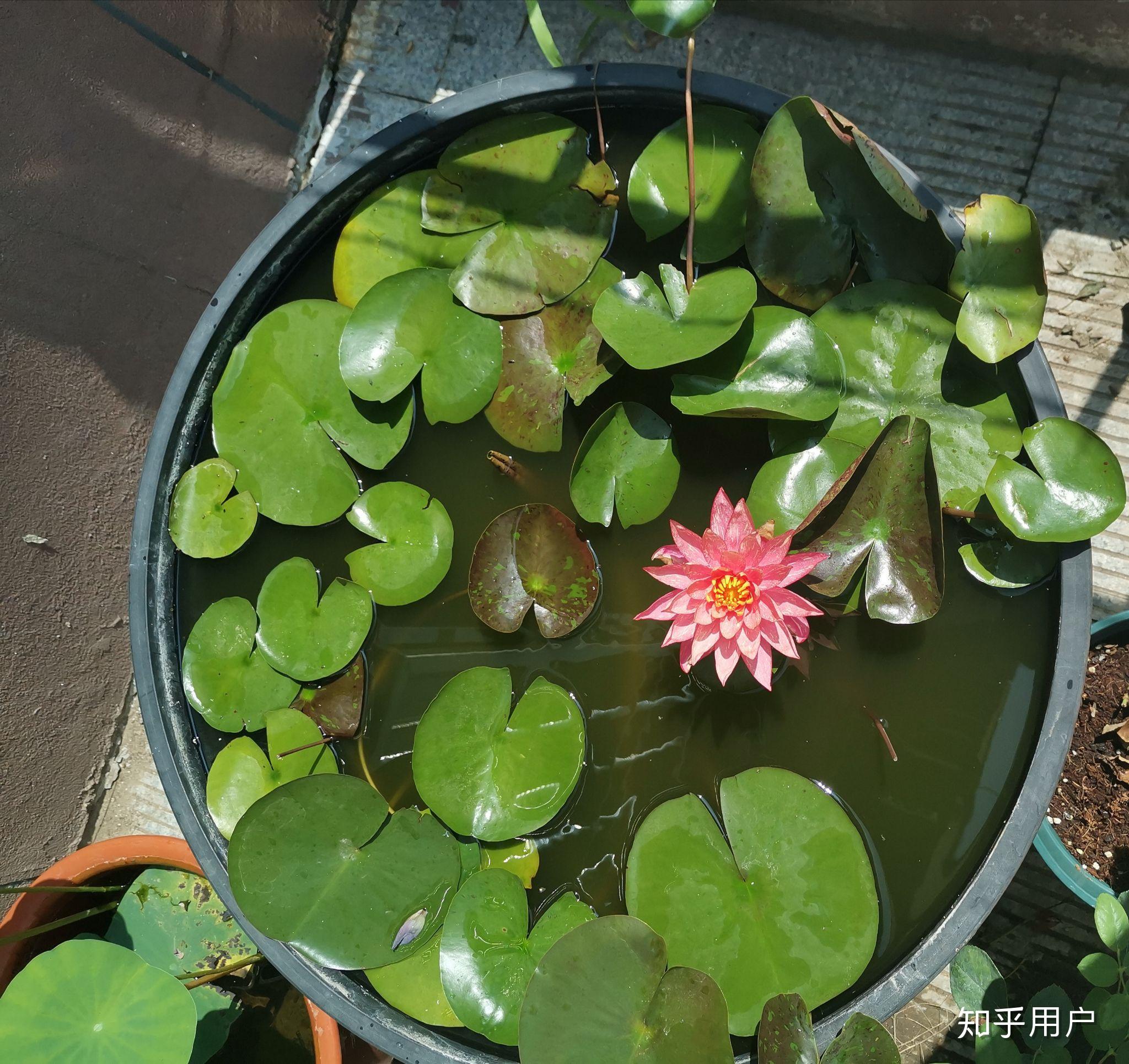 碗莲怎么水培?(水培碗莲种植方法图解)