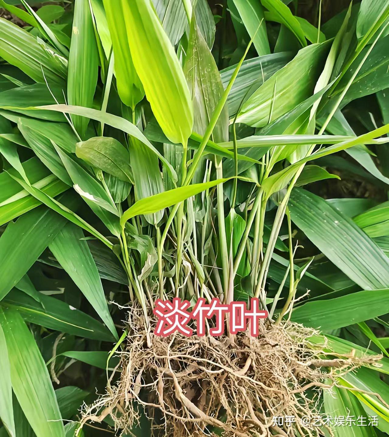 禾本科假淡竹叶亚科的3种代表植物 - 知乎