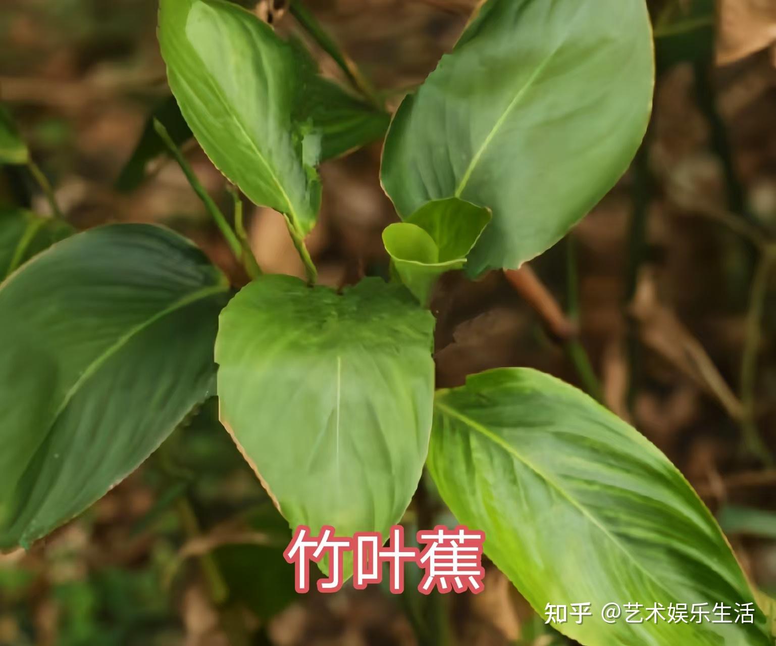 竹芋科的13种代表植物 - 知乎